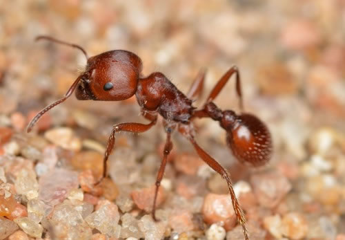 Una pequeña hormiga puede encarnar todo un dios... el dios de los animales