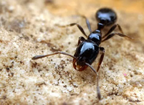 Hormiga Negra Pequeña