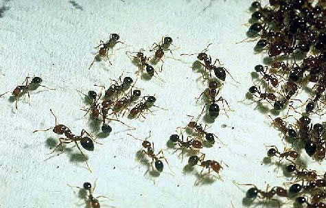 Aumenta la preocupación por la hormiga colorada en los Estados Unidos
