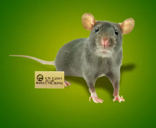 Ratón Casero